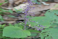 Plectranthus malabaricus